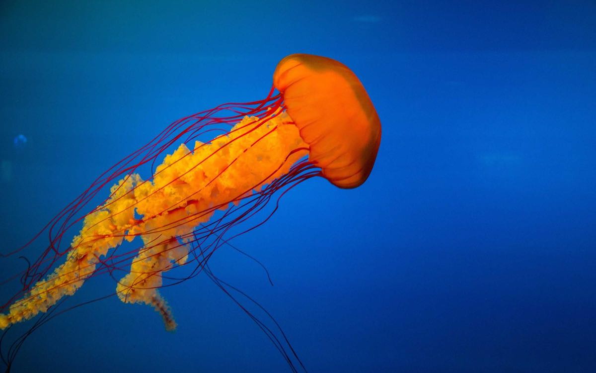 Jellyfish